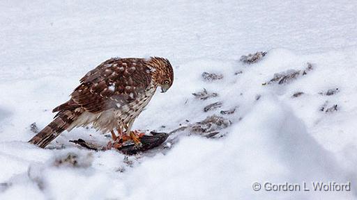 Hawk With A Kill_28412.jpg - Juvenile Cooper's Hawk (Accipiter cooperii) photographed at Smiths Falls, Ontario, Canada.